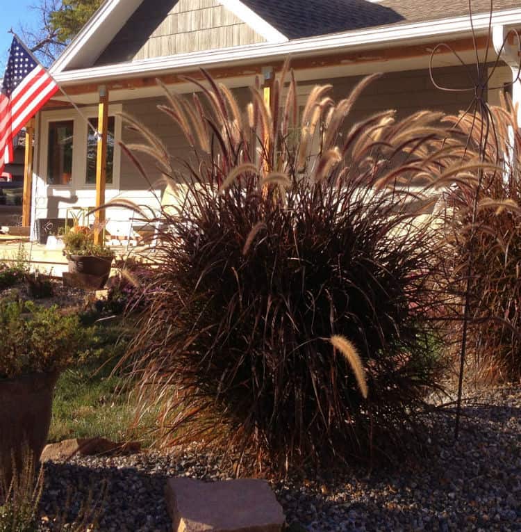 landscape-ideas-Purple Fountain Grass
