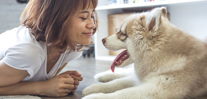 pet rental