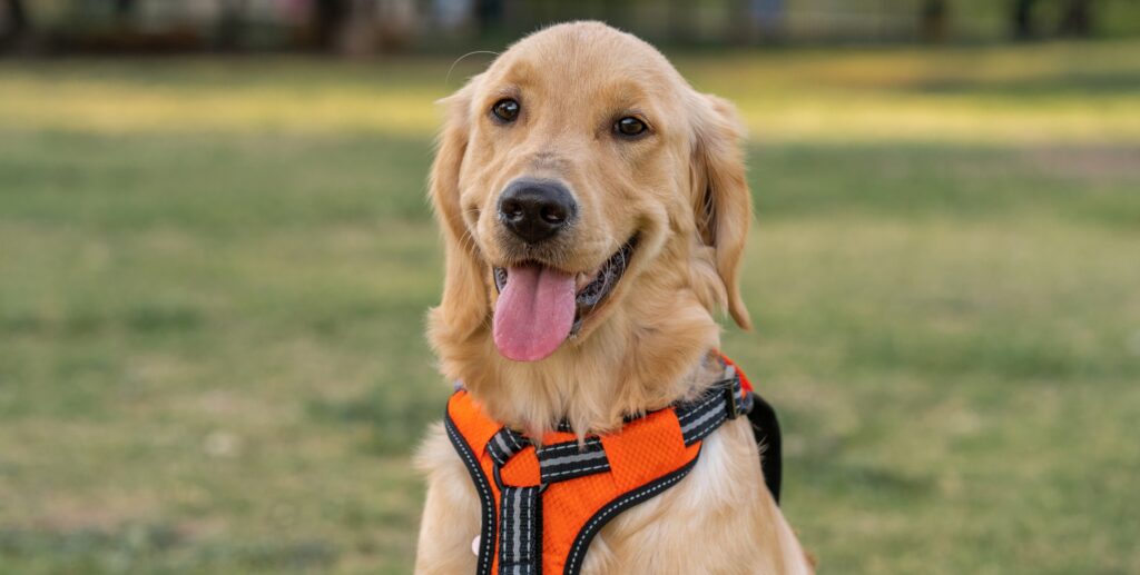 Pet Screening for Landlords: Laws, How-To, Best Practices 1 golden retriever going through a pet screening